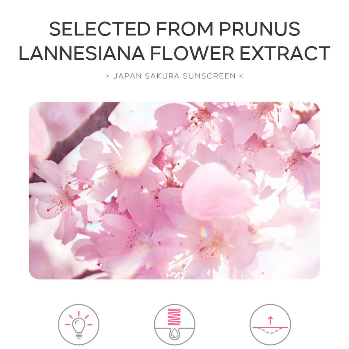 Sakura Shield Daily Sunscreen Cream